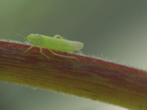 Typhlocybinae